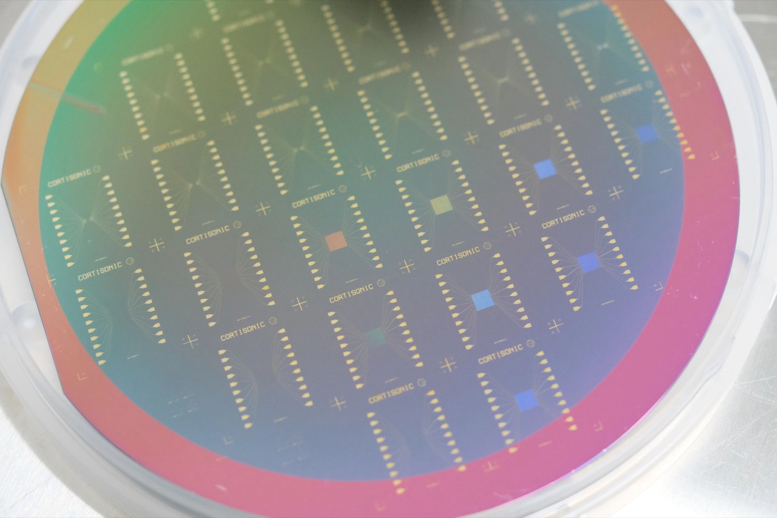 A silicon wafer patterned with rows of Cortisonic dies